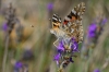 Vanessa cardui