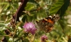 Vanessa cardui