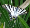 Iphiclides feisthamelii