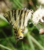 Iphiclides feisthamelii