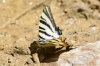 Iphiclides feisthamelii