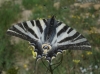 Iphiclides feisthamelii