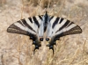 Iphiclides feisthamelii