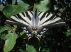 Iphiclides feisthamelii