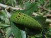 Iphiclides feisthamelii