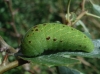 Iphiclides feisthamelii