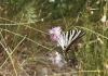 Iphiclides feisthamelii