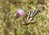 Iphiclides feisthamelii