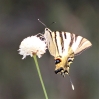 Iphiclides feisthamelii