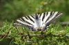 Iphiclides feisthamelii