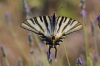 Iphiclides feisthamelii