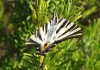 Iphiclides feisthamelii