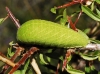 Iphiclides feisthamelii