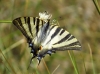 Iphiclides feisthamelii