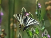 Iphiclides feisthamelii