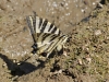 Iphiclides feisthamelii