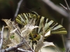 Iphiclides feisthamelii