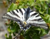 Iphiclides feisthamelii