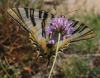 Iphiclides podalirius ssp. feisthamelii