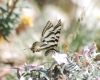 Iphiclides podalirius ssp. feisthamelii