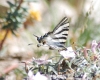 Iphiclides podalirius ssp. feisthamelii