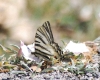 Iphiclides podalirius ssp. feisthamelii