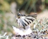 Iphiclides podalirius ssp. feisthamelii