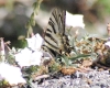 Iphiclides podalirius ssp. feisthamelii