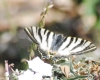 Iphiclides podalirius ssp. feisthamelii