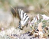 Iphiclides podalirius ssp. feisthamelii