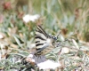 Iphiclides podalirius ssp. feisthamelii