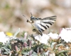 Iphiclides podalirius ssp. feisthamelii