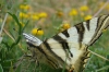 Iphiclides feisthamelii