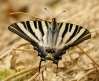 Iphiclides podalirius feisthamelii