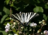 Iphiclides podalirius feisthamelii