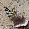 Iphiclides podalirius ssp. feisthamelii