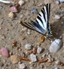 Iphiclides podalirius ssp. feisthamelii