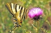 Iphiclides podalirius ssp. feisthamelii