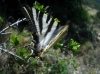 Iphiclides podalirius ssp. feisthamelii