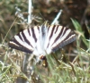 Iphiclides podalirius ssp. feisthamelii