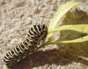 Papilio machaon