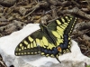 Papilio machaon