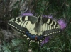 Papilio machaon Papilio machaon