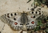 Parnassius apollo