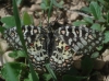 Zerynthia rumina