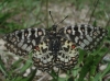 Zerynthia rumina
