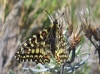 Zerynthia rumina