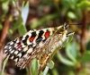 Zerynthia rumina