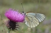 Aporia crataegi