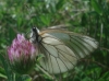 Aporia crataegi